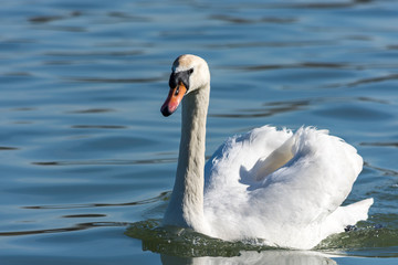 Naklejka premium Beautiful elegant white swans swimming in the blue waters of Danube river in Belgrade, Serbia