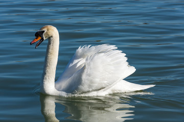Beautiful elegant white swans swimming in the blue waters of Danube river in Belgrade, Serbia