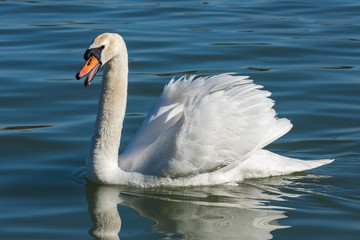 Beautiful elegant white swans swimming in the blue waters of Danube river in Belgrade, Serbia