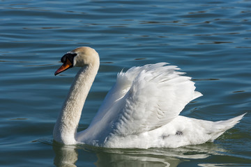 Beautiful elegant white swans swimming in the blue waters of Danube river in Belgrade, Serbia