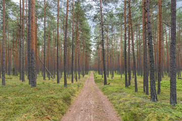 Beautiful pine forest in Lahemaa national park; Estonia