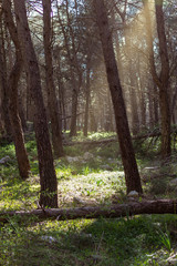 Foresta Mercadante Puglia Italia