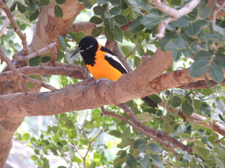 colorful bird on a branch