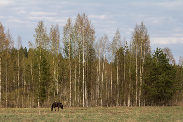 horse grazing on a field in early autumn