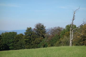 herbstlich gef&auml;rbter waldrand hinter einer wiese nahe freiburg deutschland
