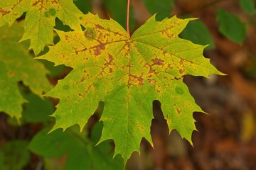 Nahaufnahme buntes Blatt eines Spitzahorns im Herbst Acer platanoides Ahorn