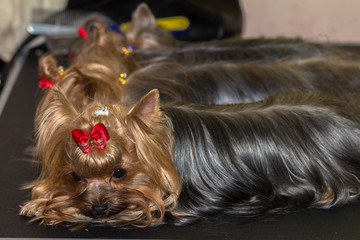 Yorkshire Terriers are waiting for participation in the dog show