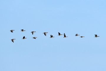 Blässgänse / Blessgänse (Anser albifrons) - Greater white-fronted goose