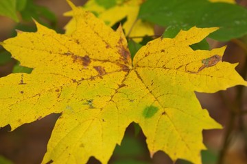 Nahaufnahme buntes Blatt eines Spitzahorns im Herbst Acer platanoides Ahorn