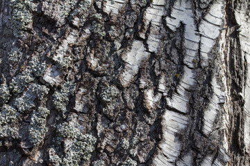 rough birch bark