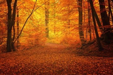 Weg im Wald mit verfärbten Blättern in goldenen Herbstfarben