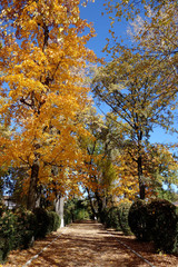 Naklejka premium Jesień, kiedy drzewa żółkną