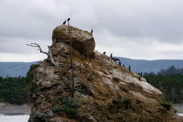 Fototapeta premium Birds sitting on a rock on the Pacific Ocean Coast during a cloudy summer day. Taken in Oregon, United States of America.