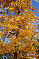 Autumn story in Slănic Prahova