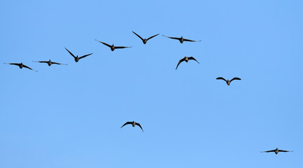 Blässgänse / Blessgänse (Anser albifrons) - Greater white-fronted goose