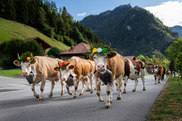 cows on the annual transhumance at Charmey near Gruyeres, Fribourg zone on the Swiss alps - obrazy, fototapety, plakaty