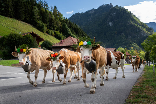 cows on the annual transhumance at Charmey near Gruyeres, Fribourg zone on the Swiss alps