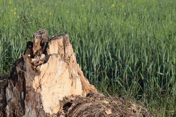 Wheat crop with dead wood
