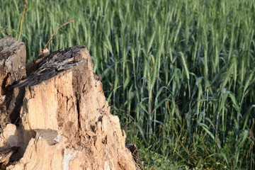 Wheat crop with dead wood