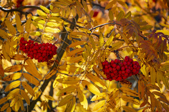 Reserva Parque de la Sila Calabria Italia