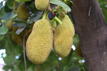 Jackfruit