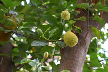 Jackfruit