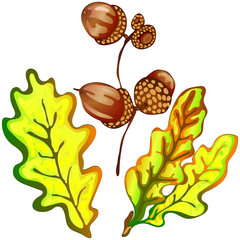 Obraz premium Vector autumn yellow oak leaves and acorn plant. Leaf plant botanical floral foliage. Isolated illustration element.