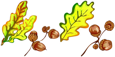 Vector autumn yellow oak leaves and acorn plant. Leaf plant botanical floral foliage. Isolated illustration element.