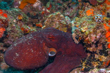 Octopus on Coral reef South Pacific