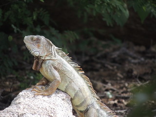 Fototapeta premium iguana on rock