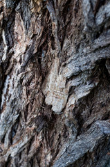 Rough old tree bark. Large texture gray bark.