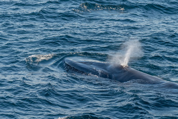 Blue whale (Balaenoptera musculus) blow spout on surface off the coast of Baja California. © Kirk Hewlett