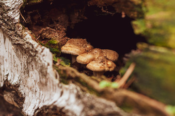 Mushrooms with yellow hat growing in trunk birch.