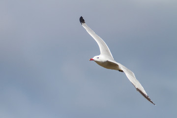 Audouin´s gull caught in flight.