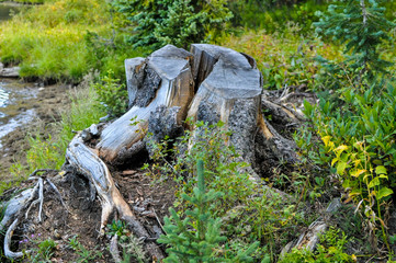 tree stump