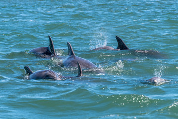 Fototapeta premium A pod of bottlenose dolphin off the coast of Baja