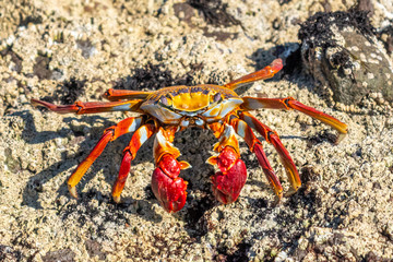 Sally Lightfoot crab on a rocky shore