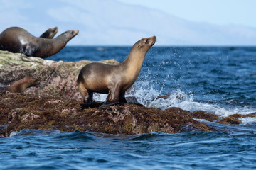 A group of California sea lions on the shore in Baja California, Mexico.