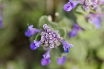 blue flowers on a green background