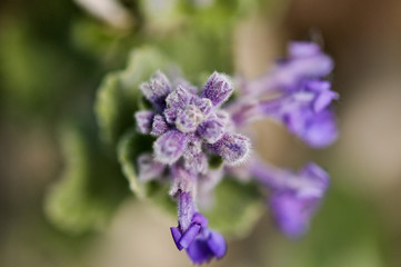 blue flowers on a background