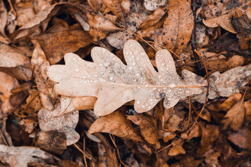 Fallen autumn brown oak leaves with water drops on it.