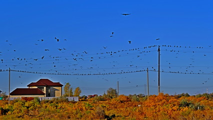 The pillar is electric. Electric wires. Power lines. Crows on wires