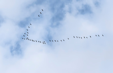 A wedge of cranes in the autumn sky.