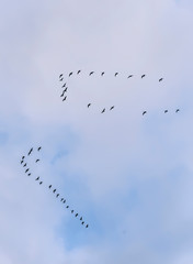 A wedge of cranes in the autumn sky.