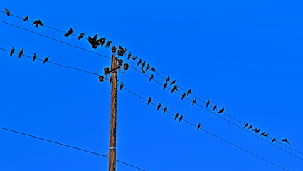 The pillar is electric. Electric wires. Power lines. Crows on wires