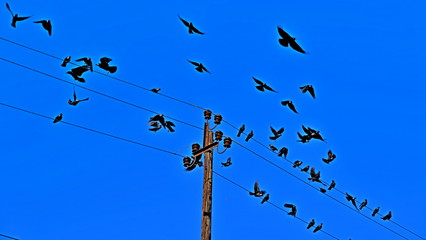 The pillar is electric. Electric wires. Power lines. Crows on wires