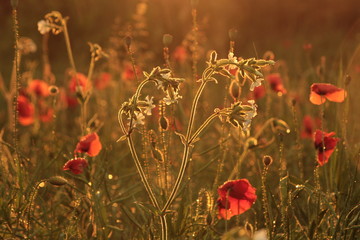 Fototapeta premium poppies