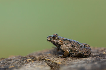 Yellow-Bellied Toad, Bombina variegata.