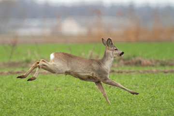 Roe deer flight over the field, spring, (capreolus capreolus).