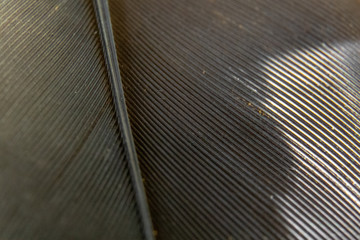 very detailed macro of the pigeon feather inside the isolated, clean studio